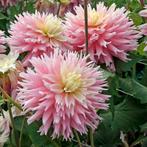 Dahlia, Ophalen of Verzenden, Voorjaar, Volle zon, Knol