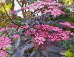 Sambucus nigra, gewone vlier gratis, Ophalen of Verzenden, Overige soorten, Volle zon