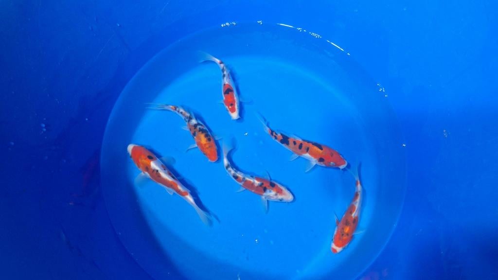 Doitsu sanke van de kweker otsuka, Karper of Koi