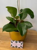 Hoya Surigaoensis, Huis en Inrichting, Ophalen of Verzenden, Halfschaduw, Minder dan 100 cm