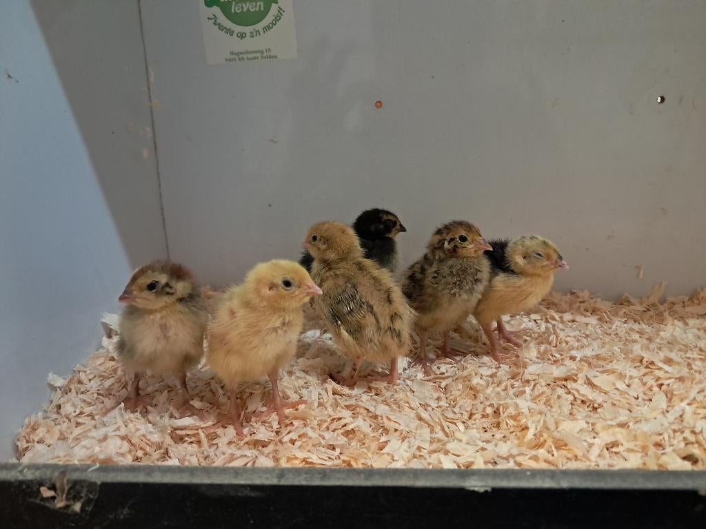 Japanse kwartel kuikens 0-4 weken oud, Dieren en Toebehoren, Pluimvee, Geslacht onbekend, Overige soorten