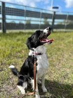 Lola | Heidewachtel - Australische herder | Teef, 1 tot 2 jaar, Teef, Parvo, Eén hond