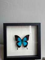 Vlinder in lijst, Antiek en Kunst, Kunst | Schilderijen | Abstract, Ophalen of Verzenden