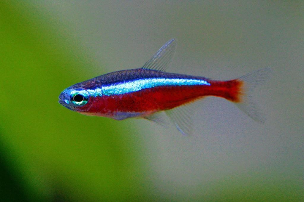 Zwarte en kardinaal tetra en corydora julli, Dieren en Toebehoren, Vis