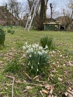 SNEEUWKLOKJES, Vaste plant, Halfschaduw, Lente, Ophalen