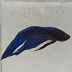 Betta splendens man 41, Vis