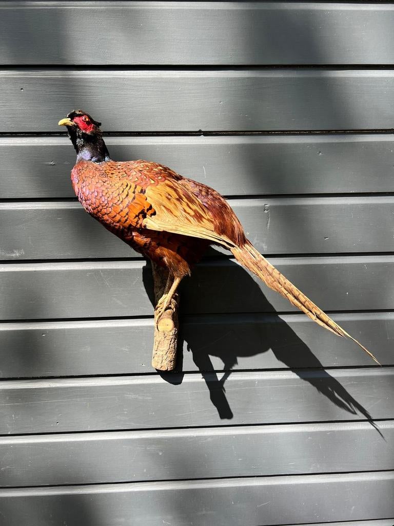 Prachtige Fazant, Ophalen of Verzenden, Vogel, Opgezet dier