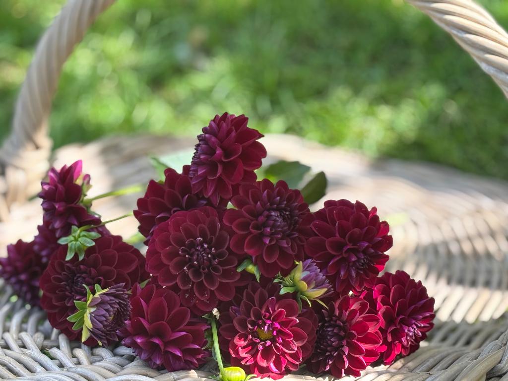 ===>Dahlia knollen dark spirit <===, Ophalen of Verzenden, Voorjaar, Volle zon, Knol