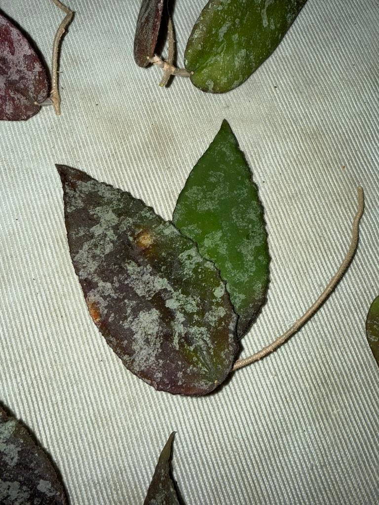 Hoya Caudata stekken, Huis en Inrichting, Kamerplanten, Ophalen, Overige soorten, Minder dan 100 cm, Bloeiende kamerplant