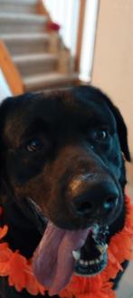 Oppas gezocht hond, Ophalen of Verzenden