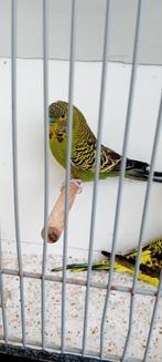 Blackface x split bf, Meerdere dieren, Parkiet, Geringd