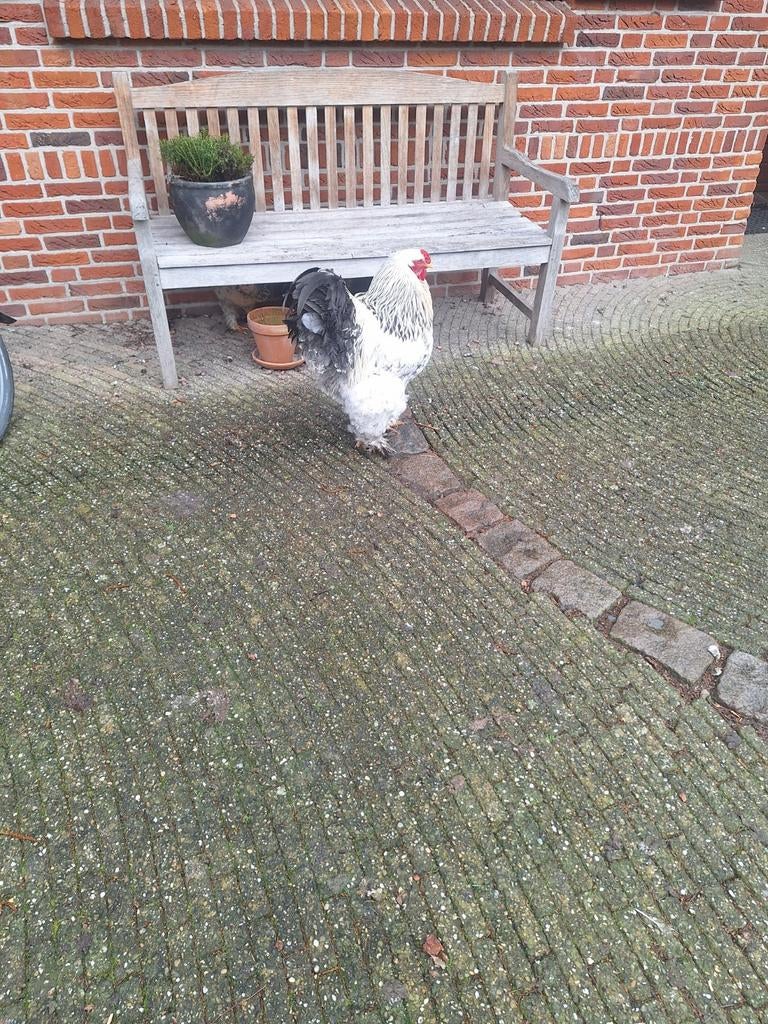 Brama, Meerdere dieren, Kip
