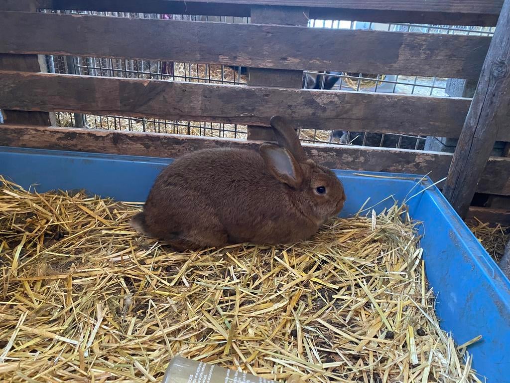 2 mooie nieuw-zeelander x hangoor voedsters te koop, Dieren en Toebehoren, December, Vrouwelijk, Overige typen