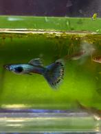 Blue moscow guppy mix, Vis