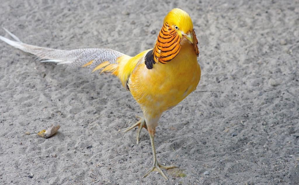 Broedeieren Gele Goudfazant, Geslacht onbekend