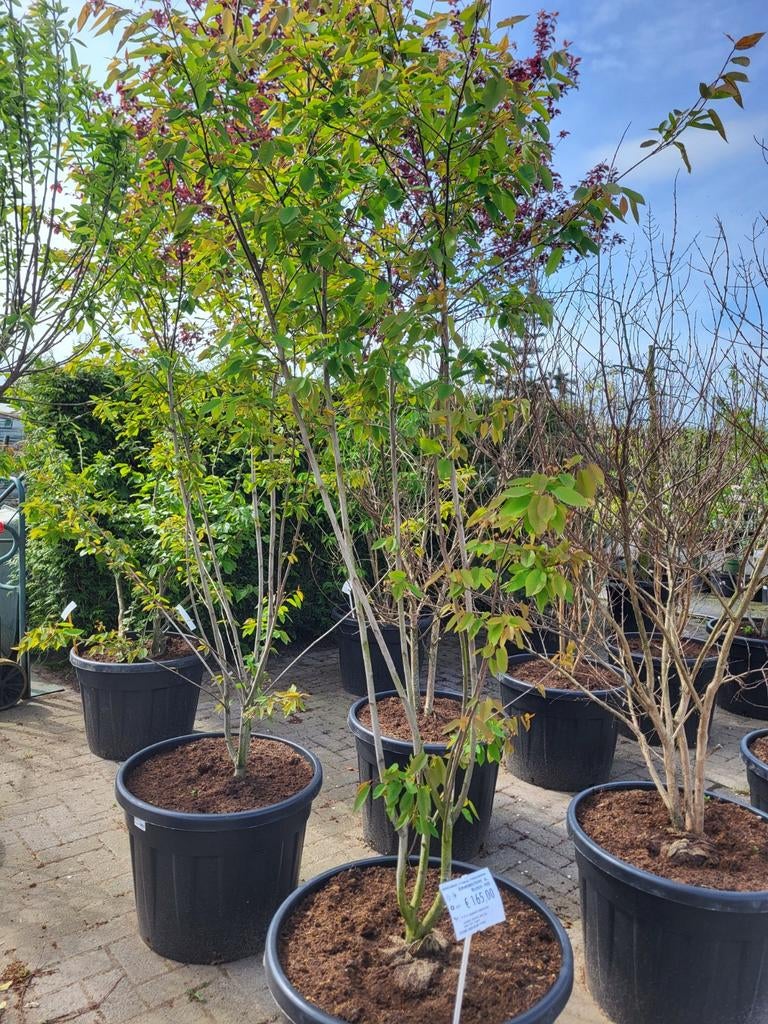 Amelanchier lamarckii 175-200 cm meerstammig, Ophalen of Verzenden, Overige soorten