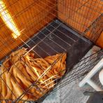 Hond of ijzeren kattenhok, Dieren en Toebehoren, Katten-accessoires, Ophalen