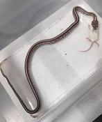 Rattenslang/korenslang nk 25 man, Dieren en Toebehoren, Reptielen en Amfibieën, Slang, Tam, 0 tot 2 jaar