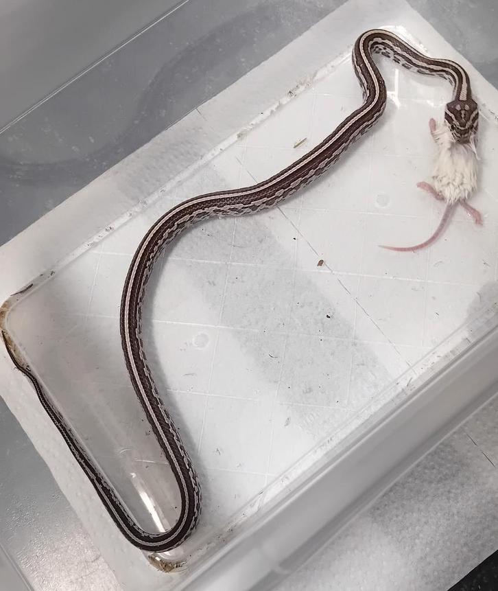 Rattenslang nk 25 man Rat Snake - male for sale from Jacco