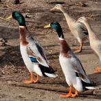 Indische loopeend(en), Dieren en Toebehoren, Pluimvee, Meerdere dieren, Eend