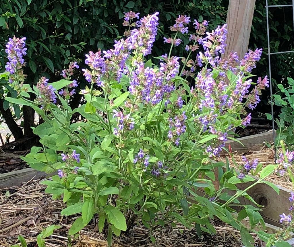 Biologische Salie - Salvia officinalis - kruiden, Ophalen, Volle zon, Vaste plant, Kruiden