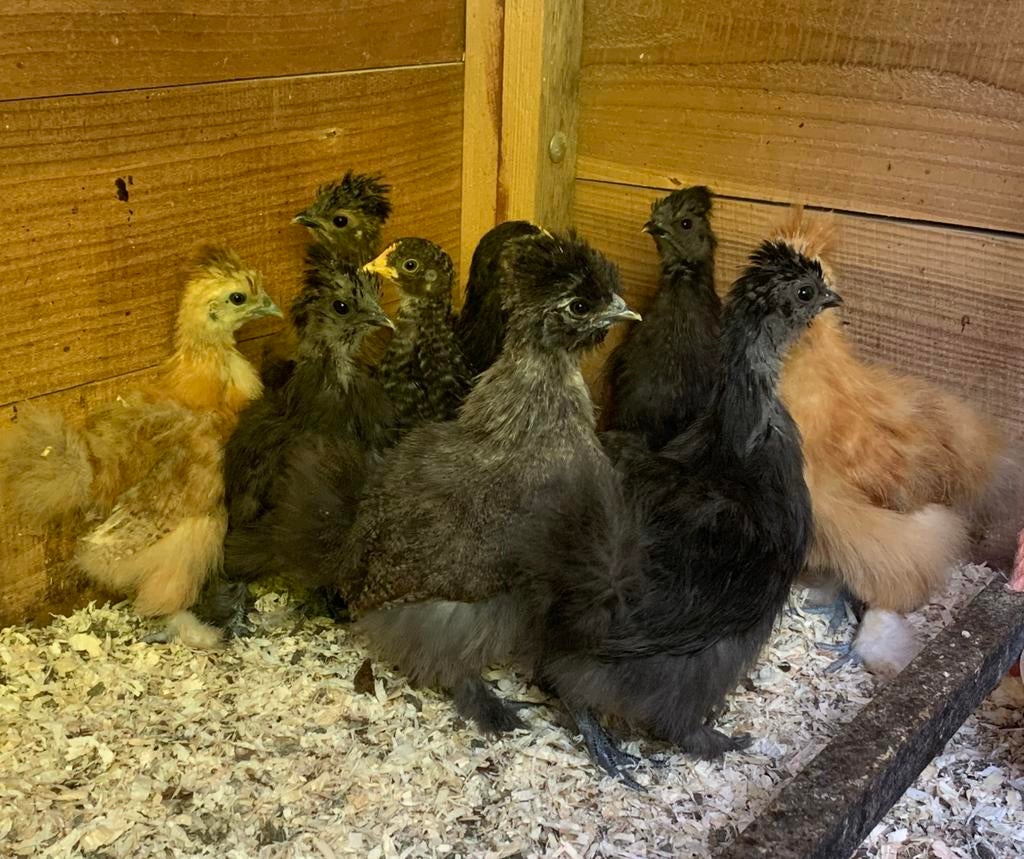 USA zijdehoen hennen, Dieren en Toebehoren, Vrouwelijk, Kip