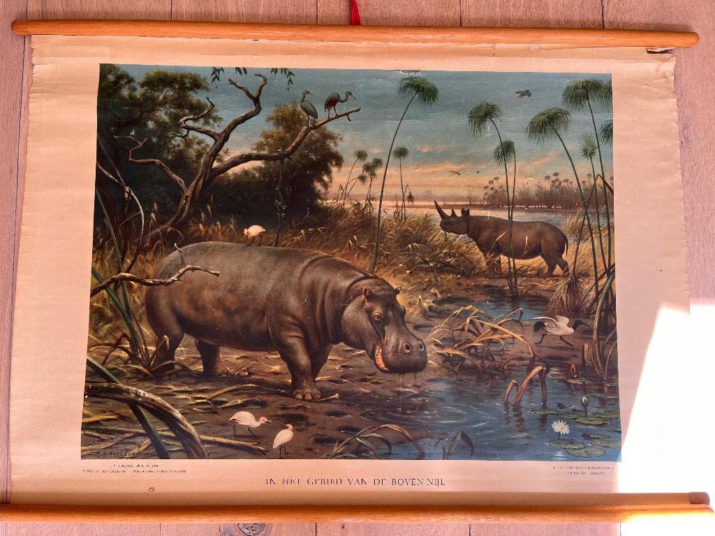 Vintage schoolplaat, Ophalen, Gebruikt, 50 tot 75 cm, Print