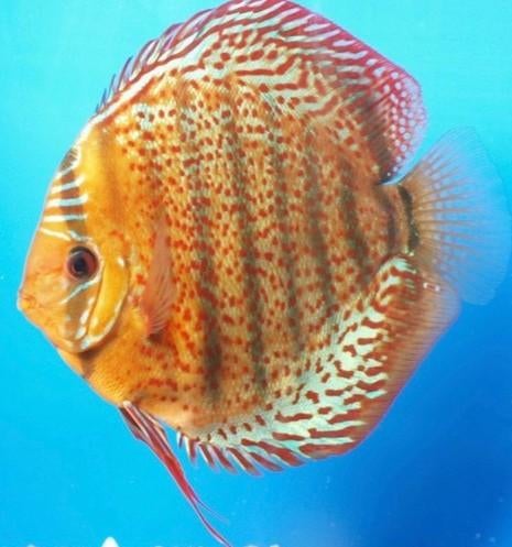 Tefe Discus ca 8cm -Koidream Valburg, Dieren en Toebehoren, Vis, Zoetwatervis