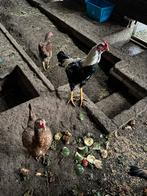 Indio Gigante Kippen - Jonge Haan en Hennen, Dieren en Toebehoren, Pluimvee, Meerdere dieren, Kip