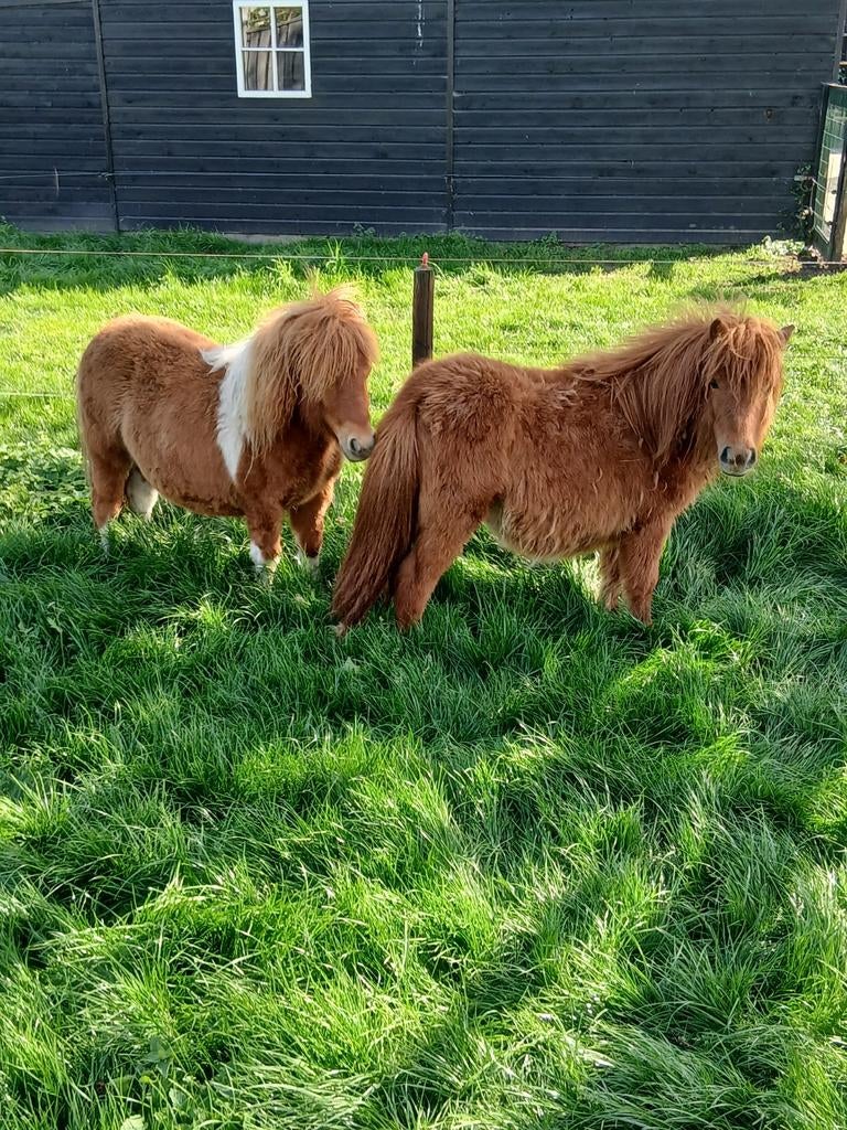 Te koop 2 lieve stamboek merries, Dieren en Toebehoren, Pony's, Merrie, A pony (tot 1.17m), Met stamboom, 0 tot 2 jaar