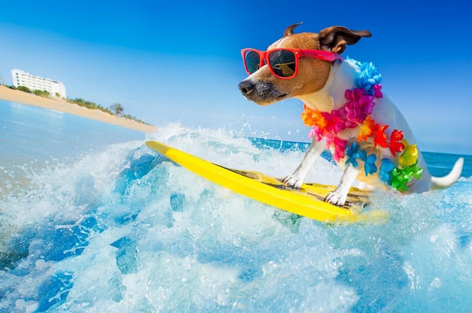 Huisdier vakantie opvang, Februari