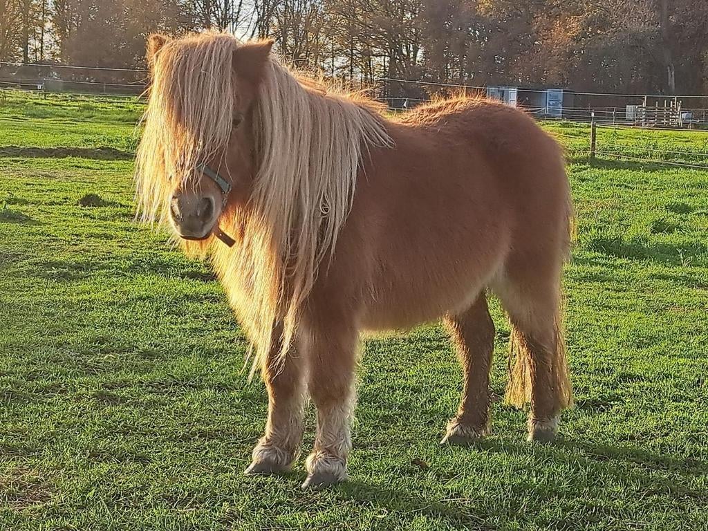 Wei te huur gevraagd