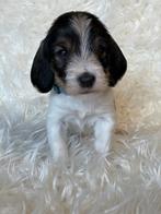 Petit Basset Griffon Vendeen pups, Dieren en Toebehoren, Parvo, Reu, Basset, 8 tot 15 weken