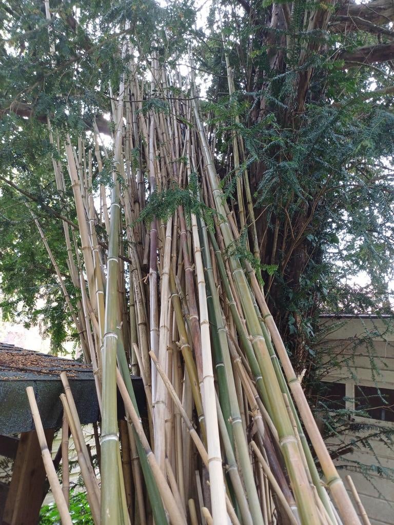 Bamboe stokken - Decoratief en veelzijdig, Ophalen, Bloeit niet, Overige soorten, Halfschaduw