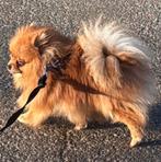 Mini pomeriaan teefje met hele mooie fci stamboom, 1 tot 2 jaar, Teef, Parvo, Eén hond
