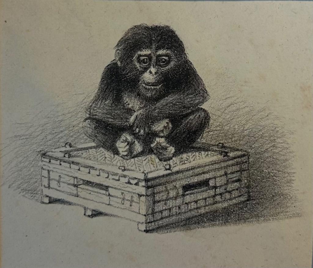 Theo van Hoytema - Chimpansee/De aap van Büttigofer, Antiek en Kunst, Ophalen of Verzenden