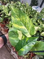 Epipremnum Golden Flame - Nieuw in pot 12, Overige soorten, In pot, Minder dan 100 cm, Groene kamerplant