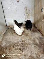 Jonge Baardkrielen, Dieren en Toebehoren, Meerdere dieren, Kip