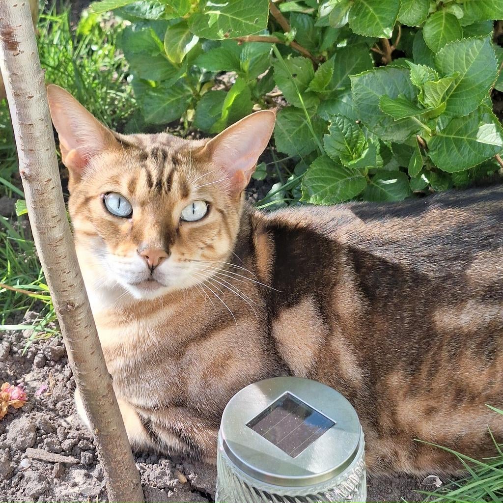 Herplaatser Savannah kater, Kater
