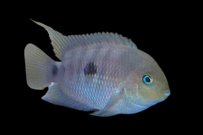 Midden Amerikaanse Cichliden: Amatitlania septemfasciata Rio, Vis, Zoetwatervis