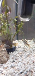 4 kersenbuik vrouwen, Vis