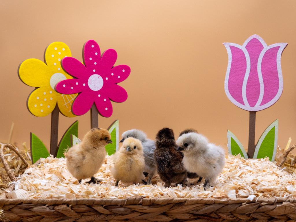 Jonge tamme Zijdehoen kriel kuikens gesekst en ingeënt