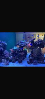 Zout water aquarium, Ophalen, Red Sea, Gevuld zeewateraquarium, Gebruikt