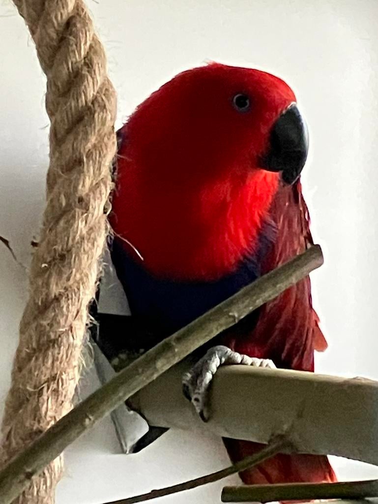 GEZOCHT Edelpapegaai pop, Dieren en Toebehoren, Vogels | Parkieten en Papegaaien, Vrouwelijk, Parkiet, Geringd