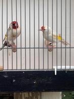 Majoor putter, Dieren en Toebehoren, Mannelijk, Wildzangvogel