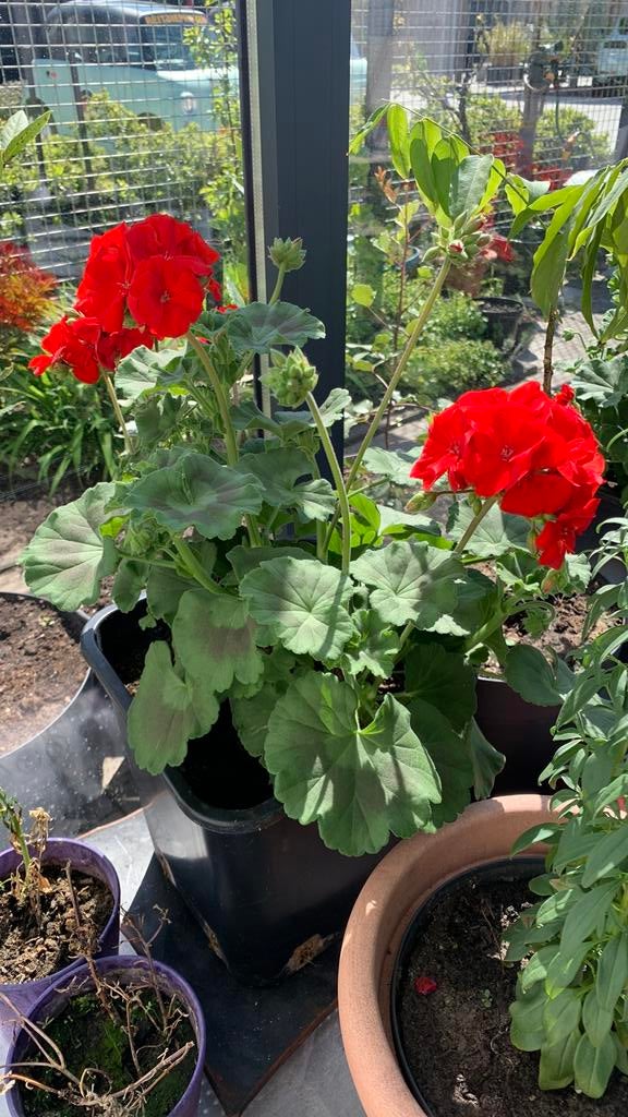 Granium grote pot €6, Tuin en Terras, Planten | Tuinplanten, Ophalen, Overige soorten, Volle zon