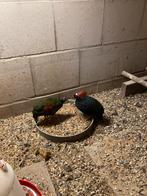 Te koop stelletje roulroul, Meerdere dieren