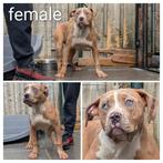 Xl bully, Dieren en Toebehoren, 15 weken tot 1 jaar, Reu, Parvo, Meerdere