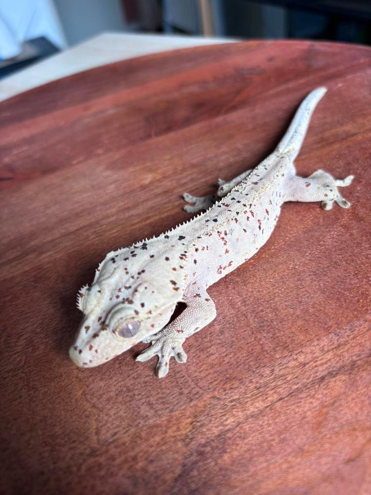 Correlophus ciliatus - Wimpergekko - Crested Gecko Crested Gecko - unknown for sale from Miranda