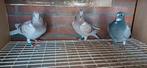 Postduiven   3 jonge duiven, Meerdere dieren, Postduif